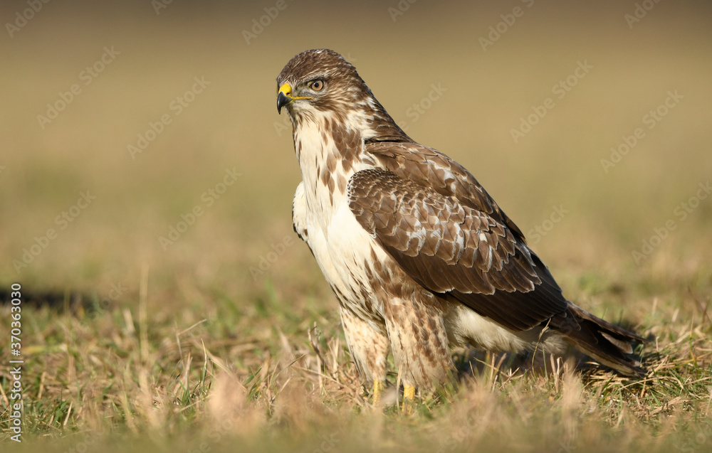 Common buzzard ( Buteo buteo ) Common buzzard ( Buteo buteo )