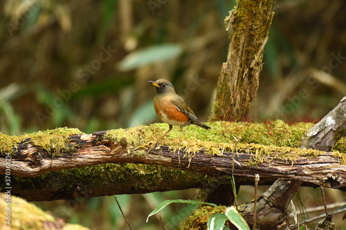 Konstfotografi 野鳥アカハラ