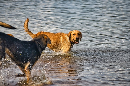 Dog play and romp on the dog beach in Langenhagen near Hannover at the Silbersee