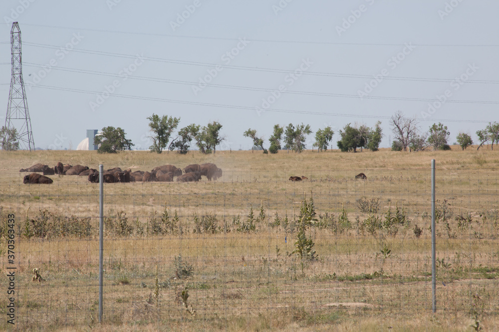 Field of Buffalo behind a fence