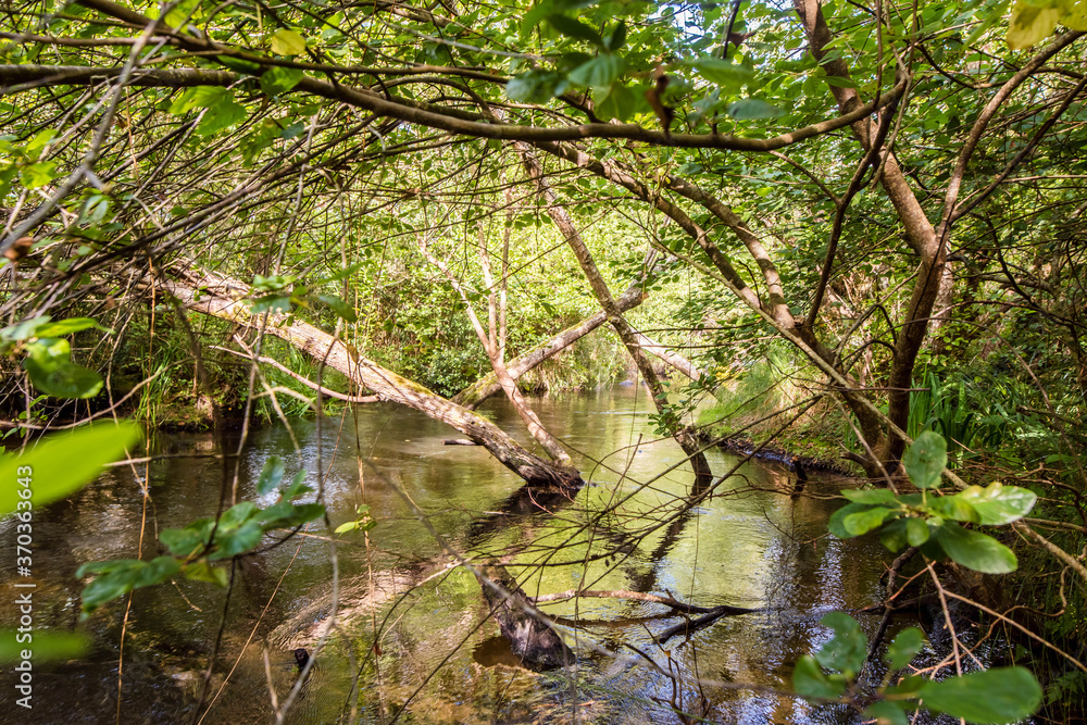 magnificent landscapes of a stream crossing the forest magnificent landscapes of a stream crossing the forest