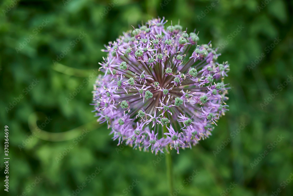 Allium giganteum Allium giganteum
