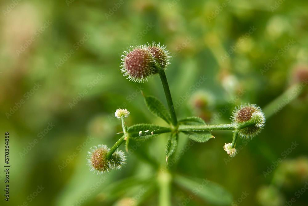 Galium aparine Galium aparine