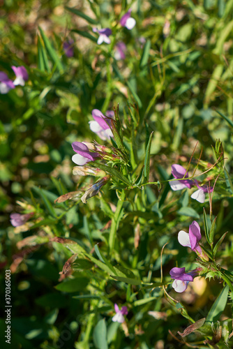 Vicia bithynica photo