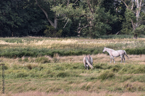 Two white horses are grazing in a wide field in front of a forest in Northern Germany