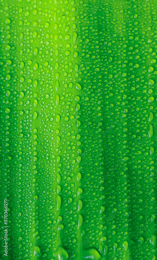 Beautiful green leaf with drops of water. water drops on green leaf for wallpaper. Background and Textures. Chandpur, Bangladesh / 2020. Beautiful green leaf with drops of water. water drops on green leaf for wallpaper. Background and Textures. Chandpur, Bangladesh / 2020.