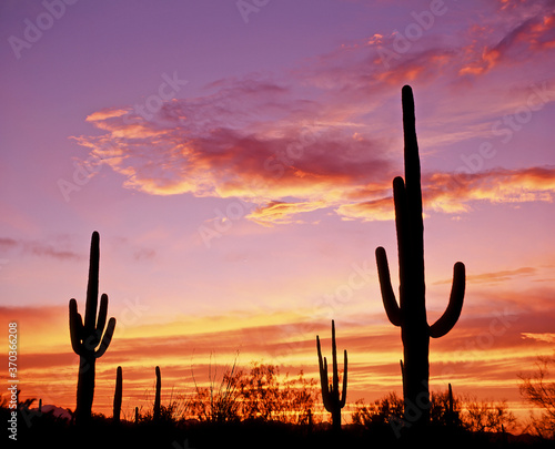 Cactua silhouetted aganist a sunset sky , in Organ Pipe Cactus National Monument in the Sonoran desert in southern Arizona in the United States