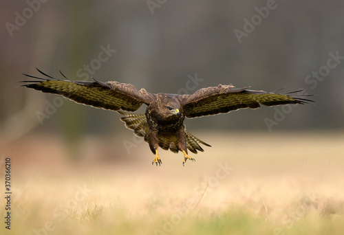 Common buzzard ( Buteo buteo )