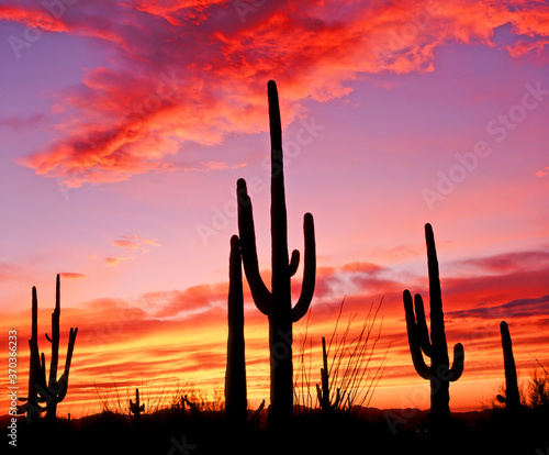 Cactua silhouetted aganist a sunset sky , in  Organ Pipe Cactus National Monument in the Sonoran desert in southern Arizona in the United States © Jim Schwabel
