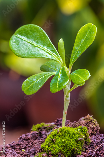 young plant growing in soil