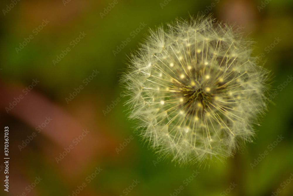 dandelion on green background dandelion on green background
