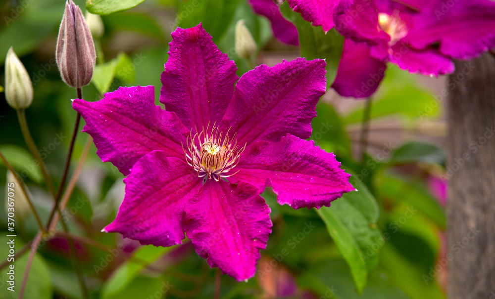 Climbing vine of purple clematis flowers in summer garden Climbing vine of purple clematis flowers in summer garden