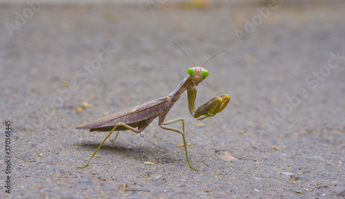 Large female praying mantis. Praying mantis with wings looks at the camera.
