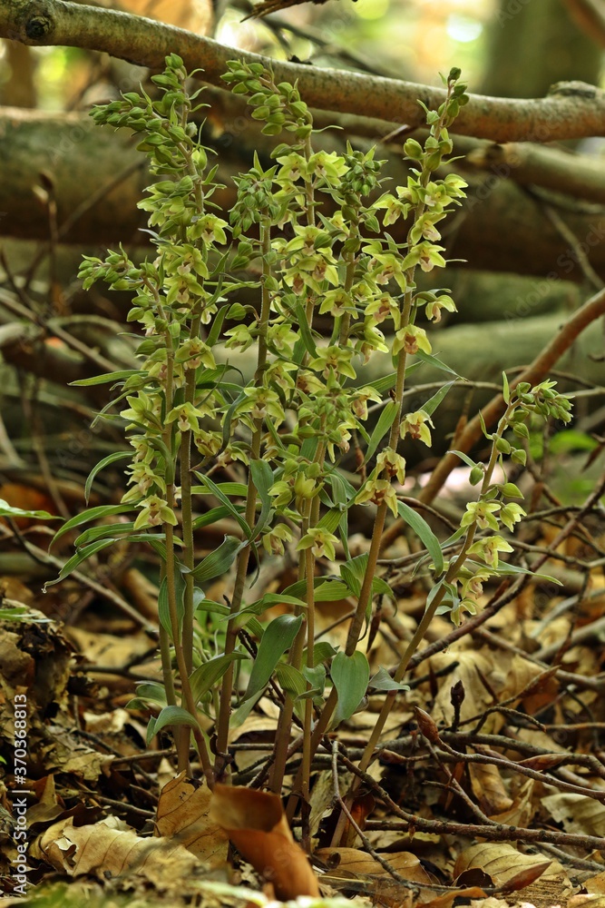 Violette Stendelwurz (Epipactis purpurata). Violette Stendelwurz (Epipactis purpurata).