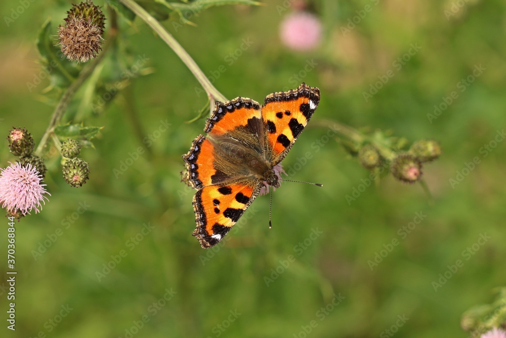 Kleiner Fuchs (Aglais urticae) auf Acker-Kratzdistel. Kleiner Fuchs (Aglais urticae) auf Acker-Kratzdistel.