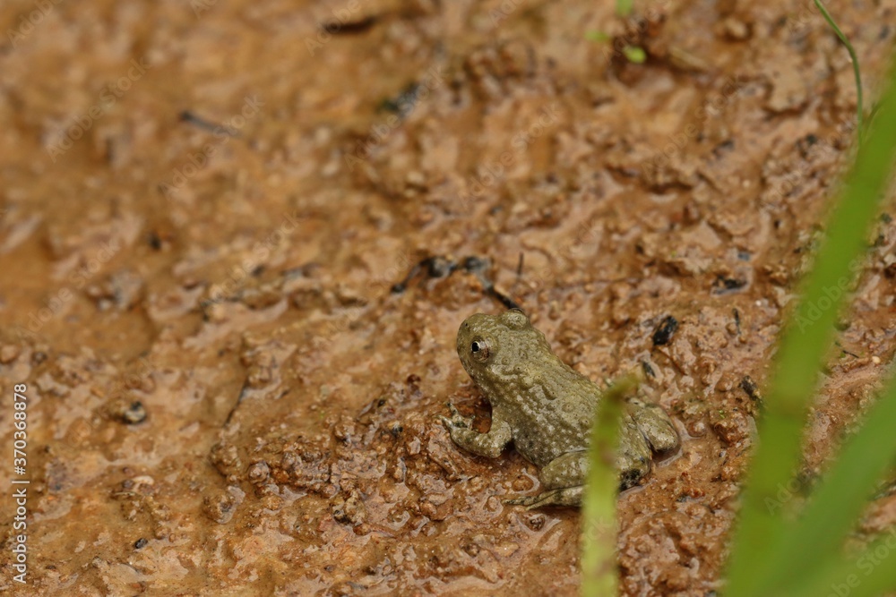 Junge Gelbbauchunke (Bombina variegata) kurz nach der Metamorphose Junge Gelbbauchunke (Bombina variegata) kurz nach der Metamorphose