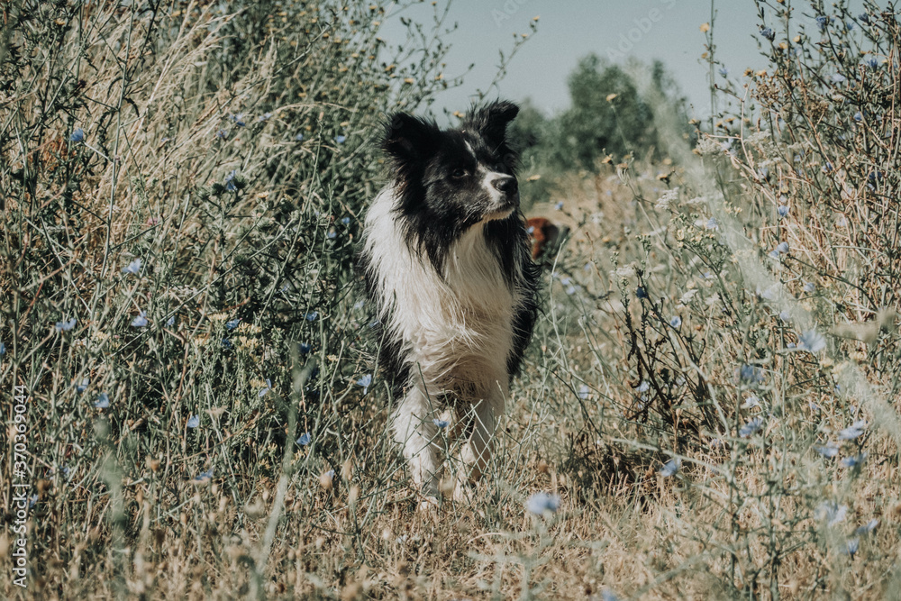 Obraz premium Border collie perro saltando y corriendo