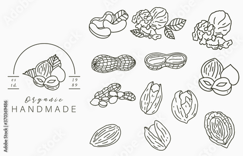 nuts collection logo with hazelnut,walnut,peanut.Vector illustration for icon,logo,sticker,printable and tattoo