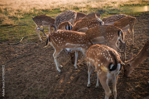 Fototapeta Naklejka Na Ścianę i Meble -  jelenie