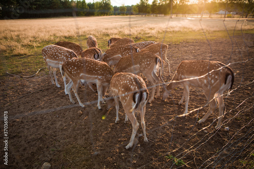 Fototapeta Naklejka Na Ścianę i Meble -  jelenie