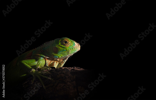 Green Iguana on branch with black background,