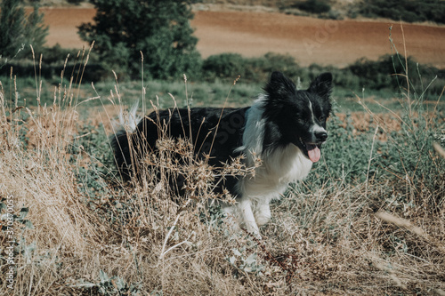 BORDER COLLIE perro corriendo © Murderpink
