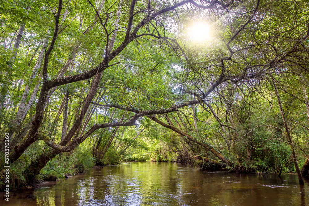 magnificent landscapes of a stream crossing the forest magnificent landscapes of a stream crossing the forest