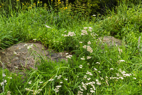 Landscaping element, part of rockery - large boulders in the grass from alpine meadows