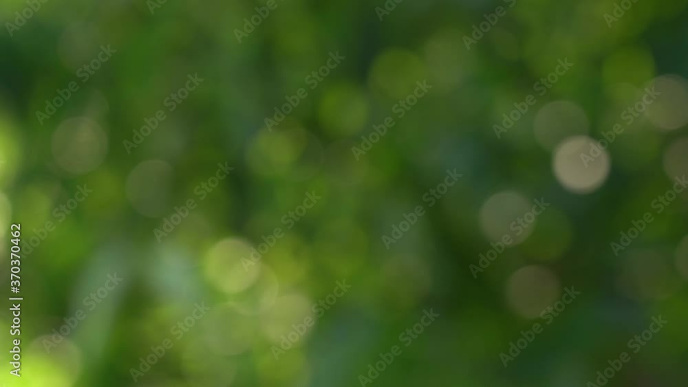 Abstract green sunny bokeh blurred 4k video background with sun shine through defocused foliage of trees. Abstract green sunny bokeh blurred 4k video background with sun shine through defocused foliage of trees.
