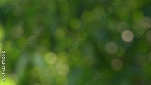 Abstract green sunny bokeh blurred 4k video background with sun shine through defocused foliage of trees.