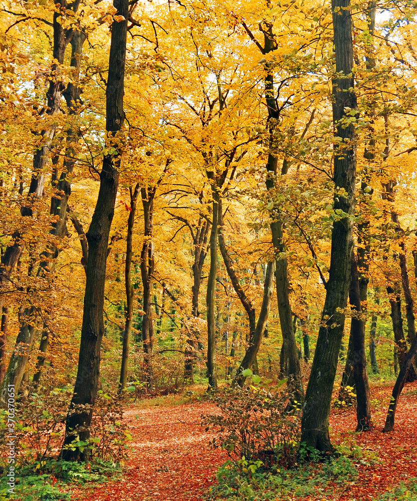 A path through the autumn forest