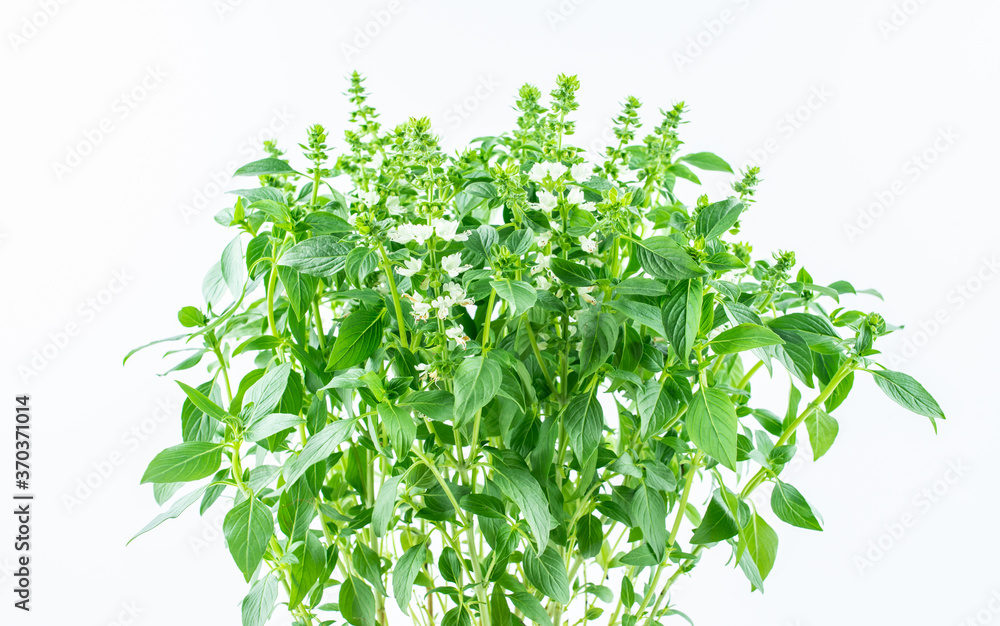Fresh spice basil on white background Fresh spice basil on white background