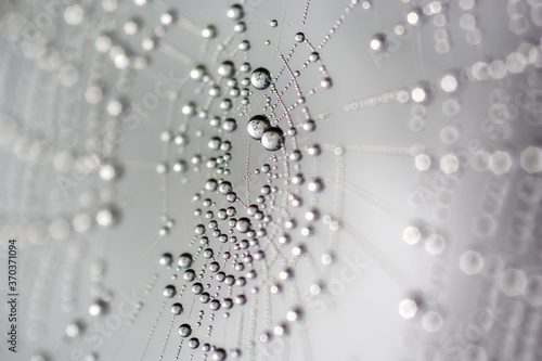 Morning dew covered spider net. Water drops on spider web.