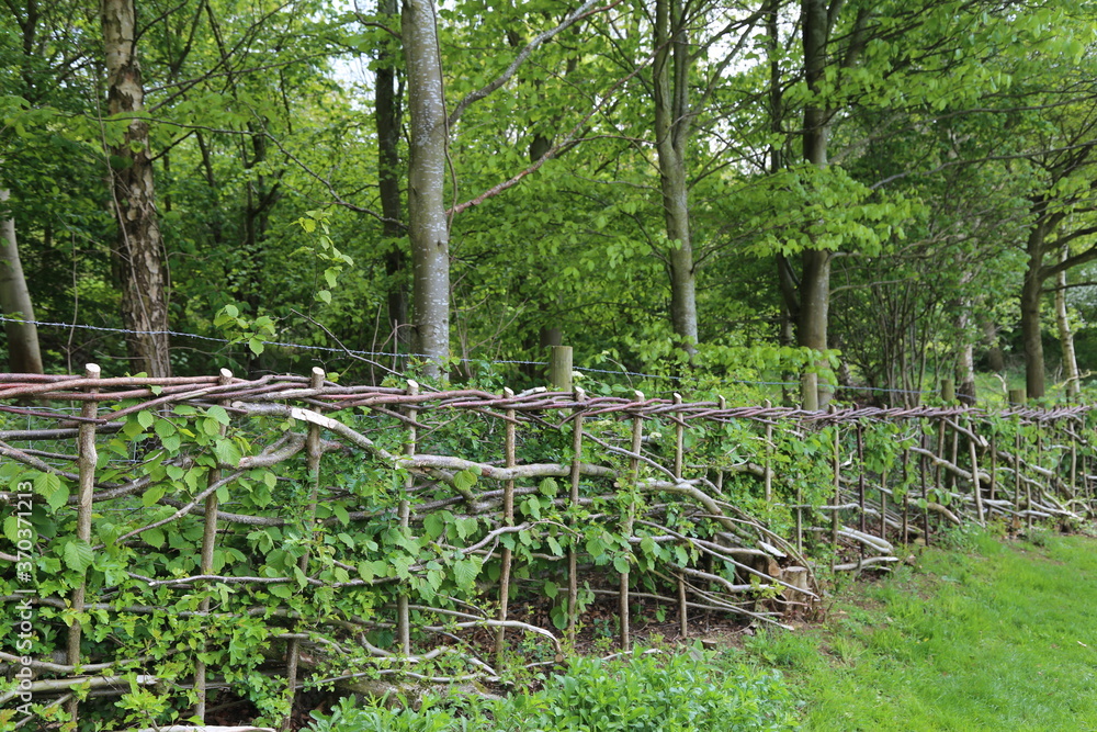 A newly layered hedge in the Cotswolds, England. A newly layered hedge in the Cotswolds, England.