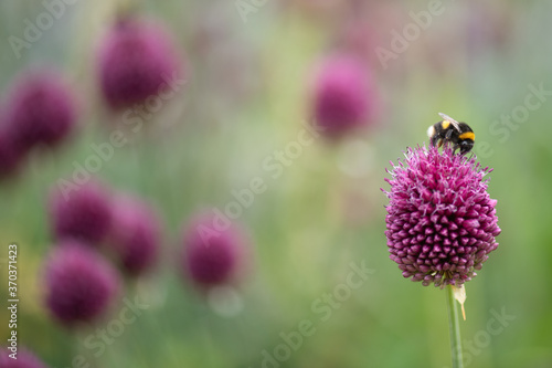 Bumble bee collecting pollen from an Allium sphaerocephalon photo