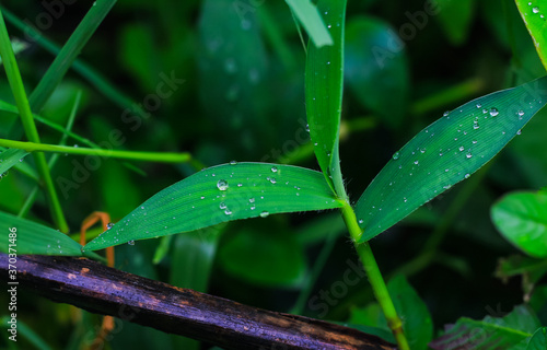 Beautiful green leaf with drops of water. water drops on green leaf for wallpaper. Background and Textures. Chandpur, Bangladesh / 2020.