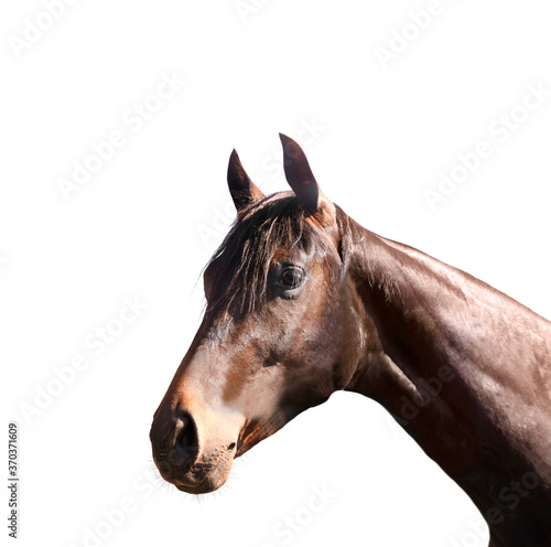 Closeup view of bay horse isolated on white. Beautiful pet