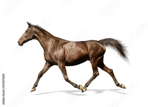 Dark bay horse running on white background. Beautiful pet © New Africa