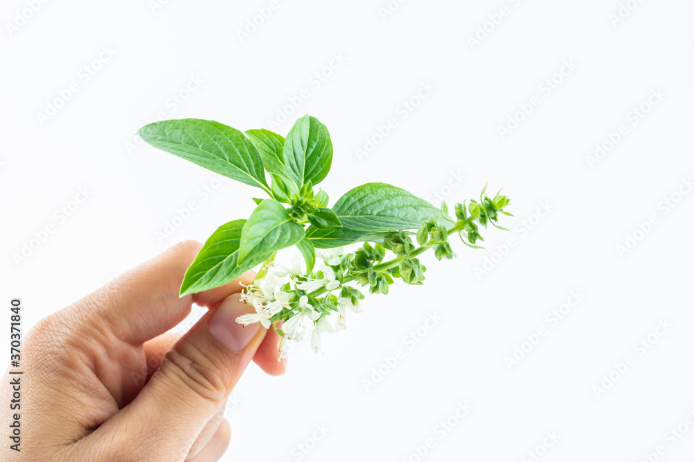 Fresh spice basil close-up on white background Fresh spice basil close-up on white background