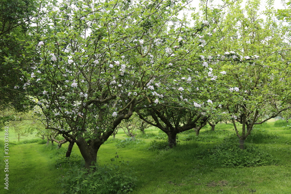 A flowering English apple orchard in Spring. A flowering English apple orchard in Spring.