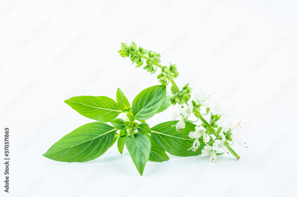 Obraz premium Fresh spice basil close-up on white background