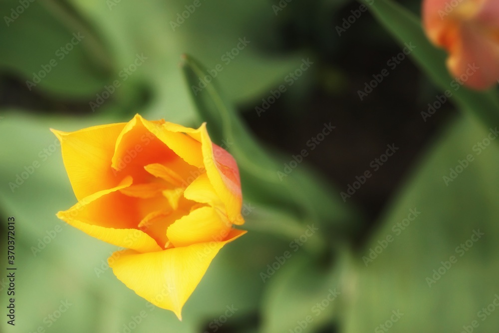 May in the botanical garden, interior of a yellow tulip May in the botanical garden, interior of a yellow tulip