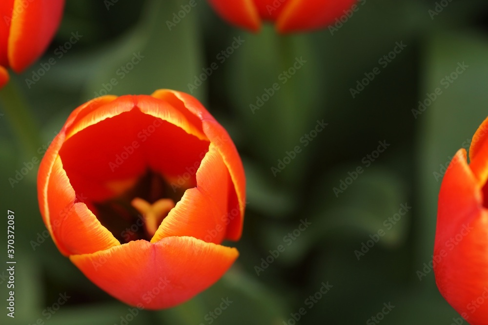 May in the botanical garden, the interior of a red tulip May in the botanical garden, the interior of a red tulip