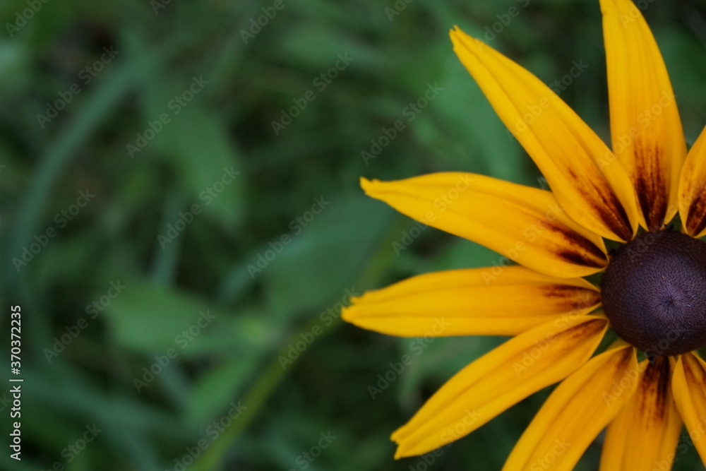 yellow rudbeckia on green background yellow rudbeckia on green background