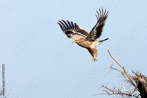 Spotted Eagle in flight
