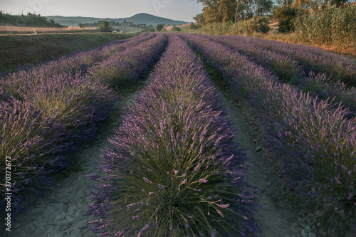 field of lavender in Tuscany