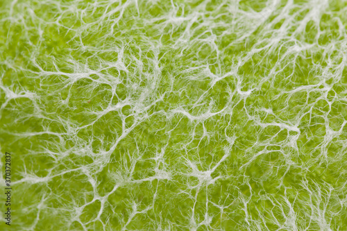 A macro photo of a green leaf with white hairs. The photo can be used as a fresh marmer like background