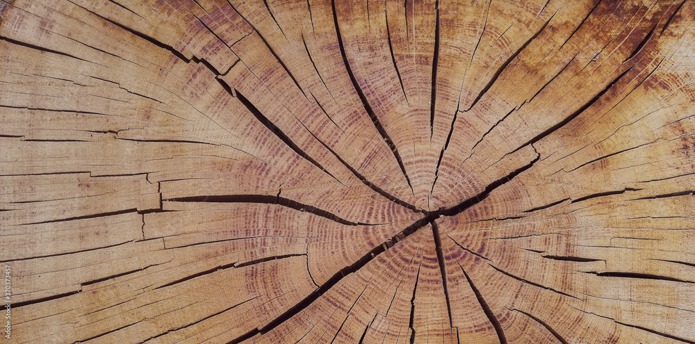 Fototapeta premium texture of old wood plank. background of wooden surface