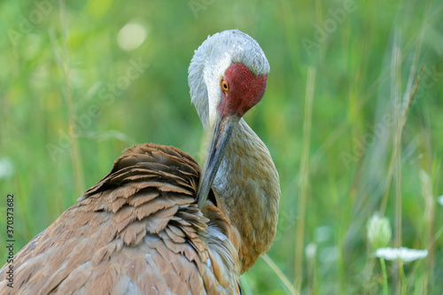 Fotografie sand hill crane close up headshot on a sunny day