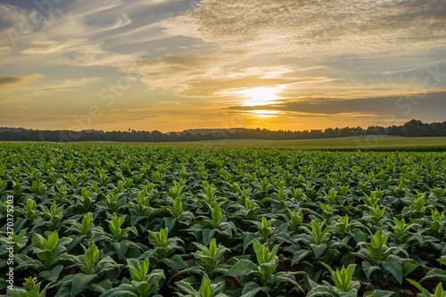 field of tobacco at sunrise